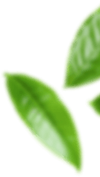 Schwimmkurse für Kinder bei WasserChampions